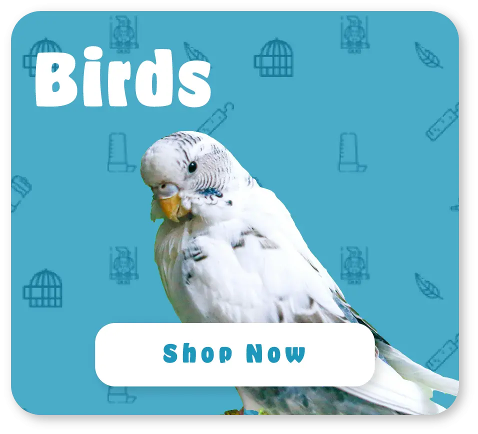 white pet bird on a blue pattern background with a shop now button