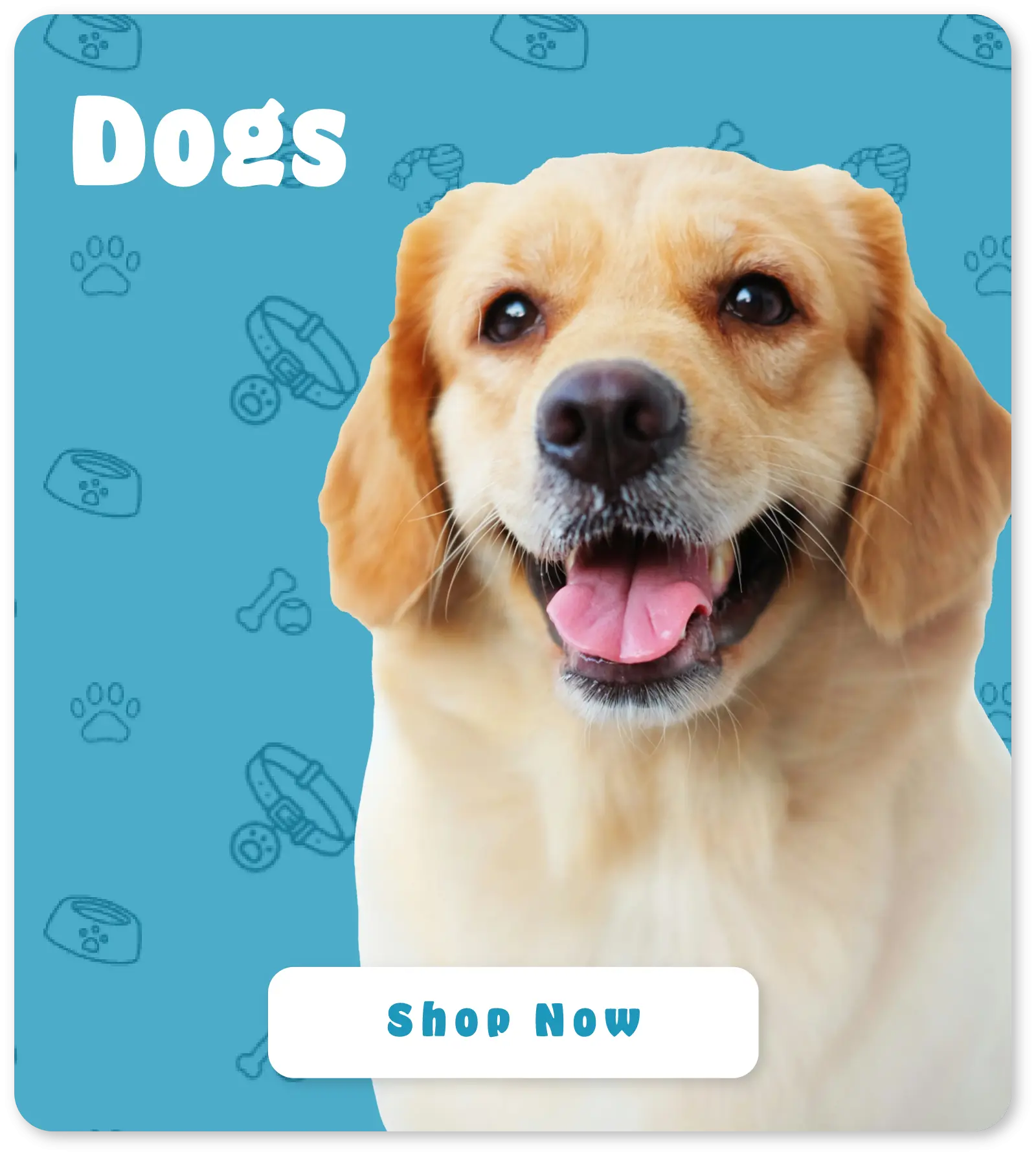 Golden Lab on a blue pattern background with a shop now button