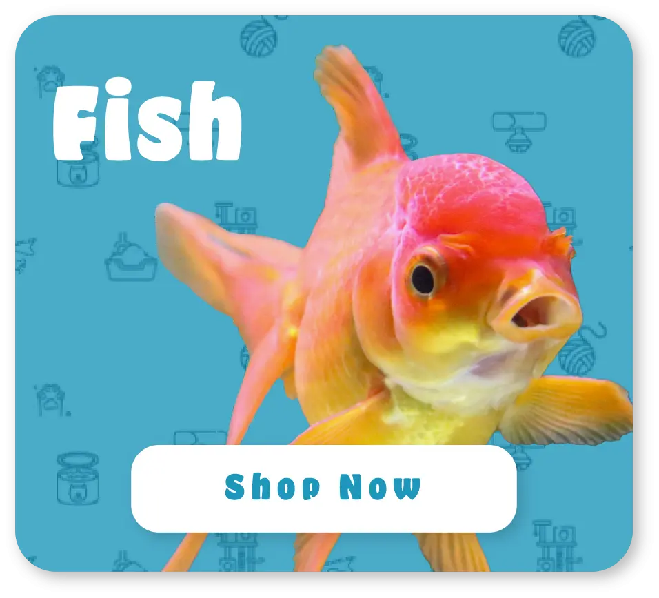Gol fish on a blue pattern background with a shop now button
