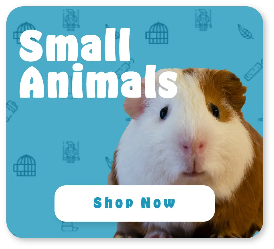 Guinea Pig on a blue pattern background with a shop now button
